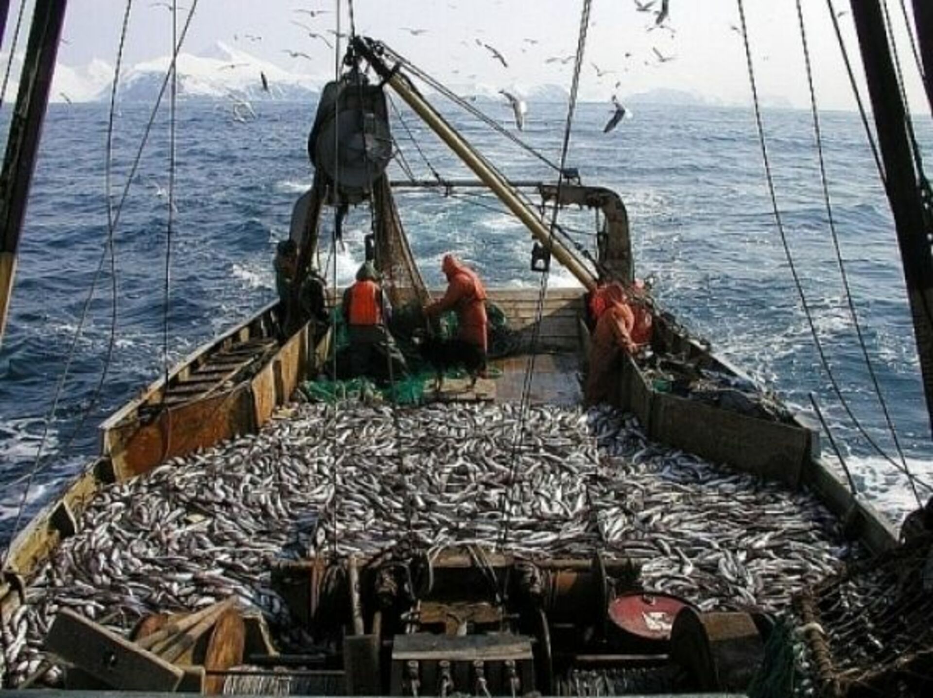 Промысел среда. Охотское море рыбный промысел. Сейнер Охотское море. Рыбопромышленный комплекс дальнего Востока. Рыболовный промысел в Охотском море.