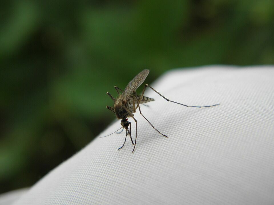 В Германии женщина осталась без руки и ног после укуса комара