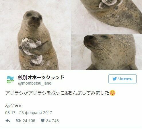 Фото радостного тюленя не оставило равнодушным соцсети.