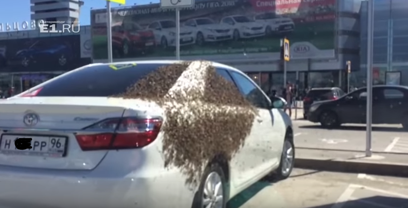 На парковке уральского аэропорта рой пчел облюбовал Toyota Camry (видео)
