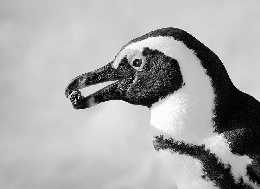 В океанариуме Приморья пингвинов учат рисовать картины