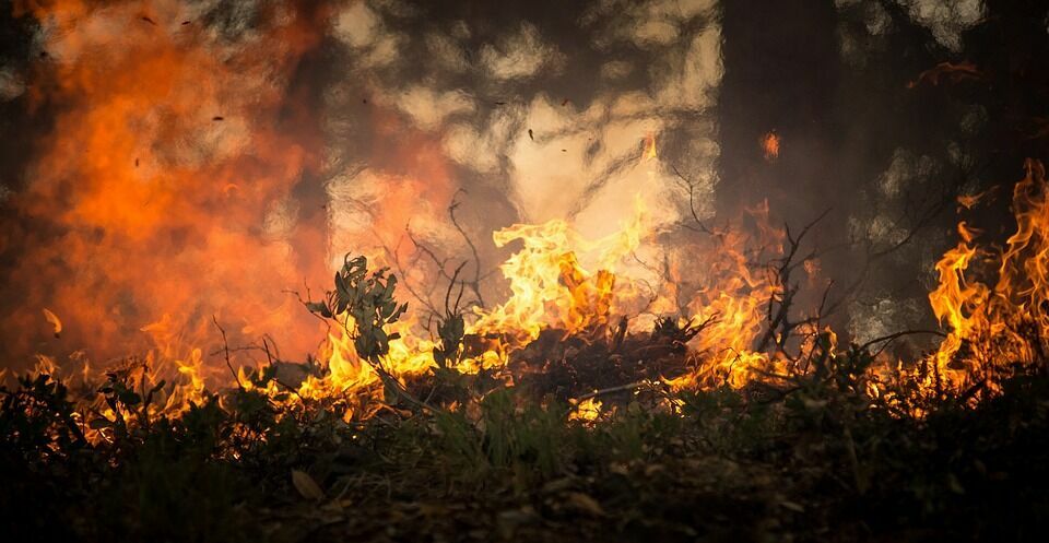 Площадь лесных пожаров в России за выходные выросла в 10 раз
