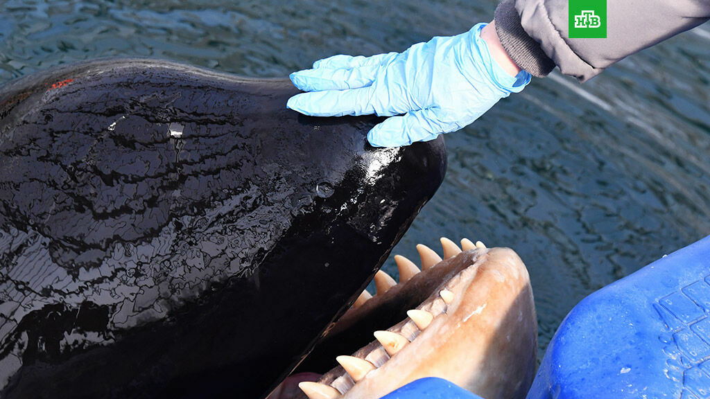 Конюхов попросил Путина запретить вылов китов