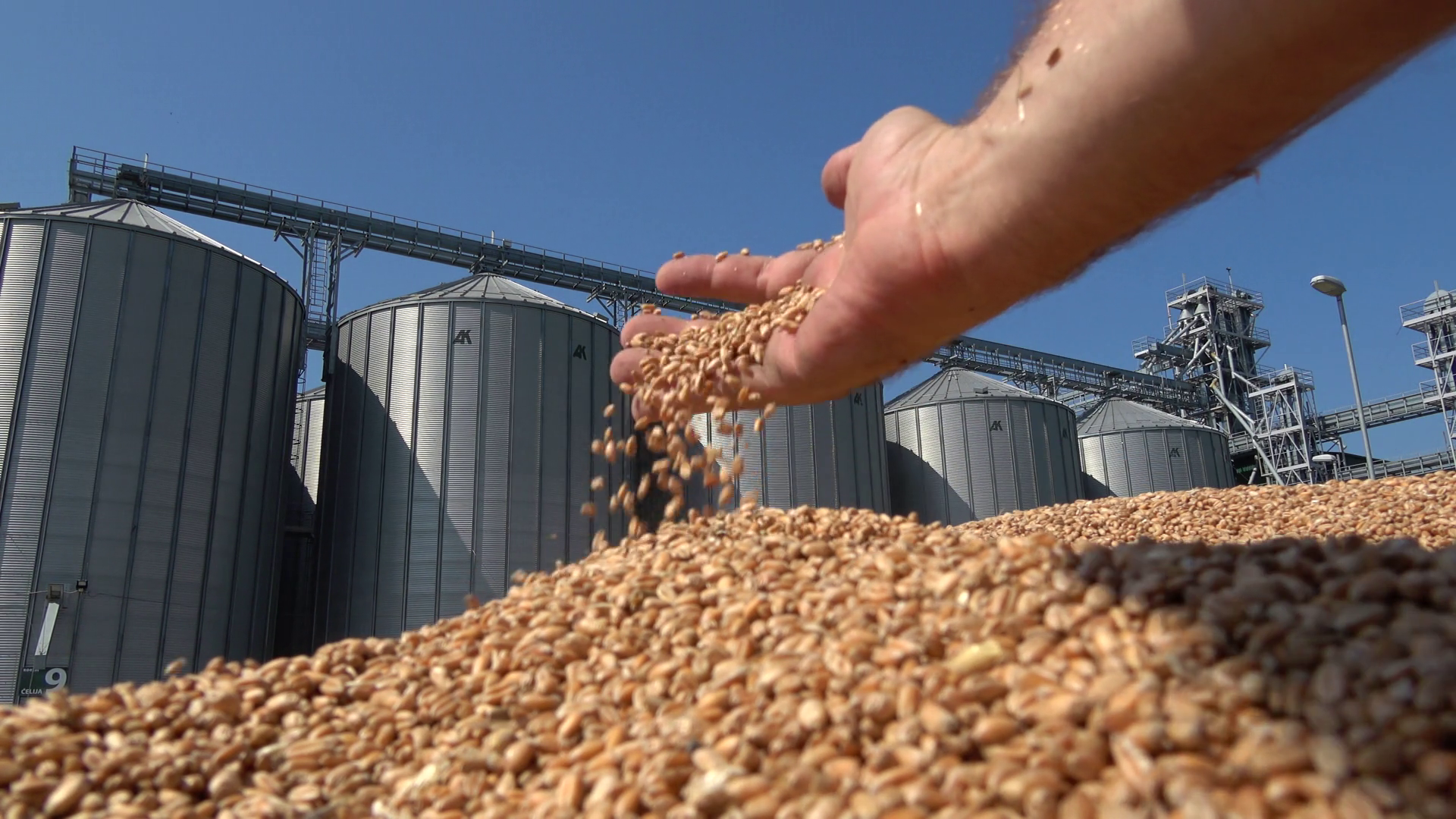 Fox News: Китай снял ограничения на импорт пшеницы из России