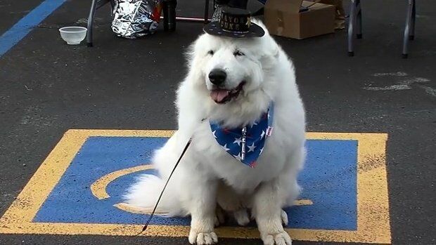 Собака стала мэром маленького города в Миннесоте