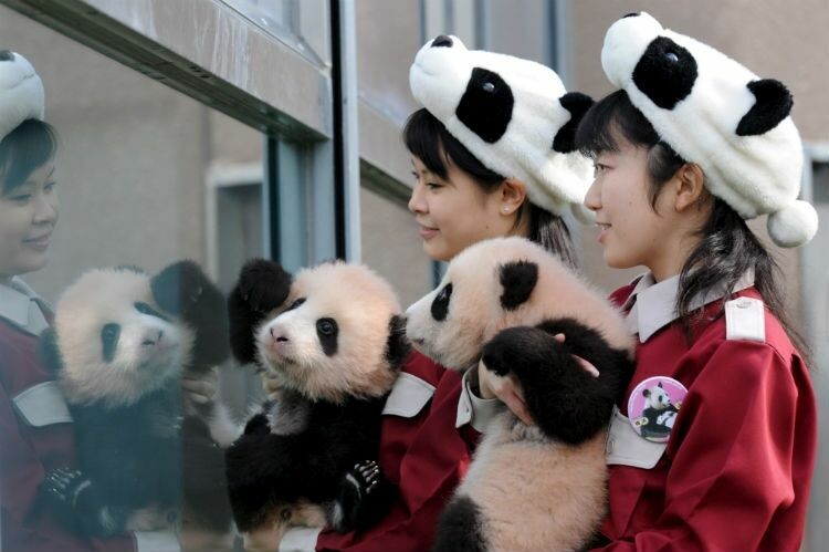 Большая панда Раухин из японского зоопарка в восьмой раз стала мамой