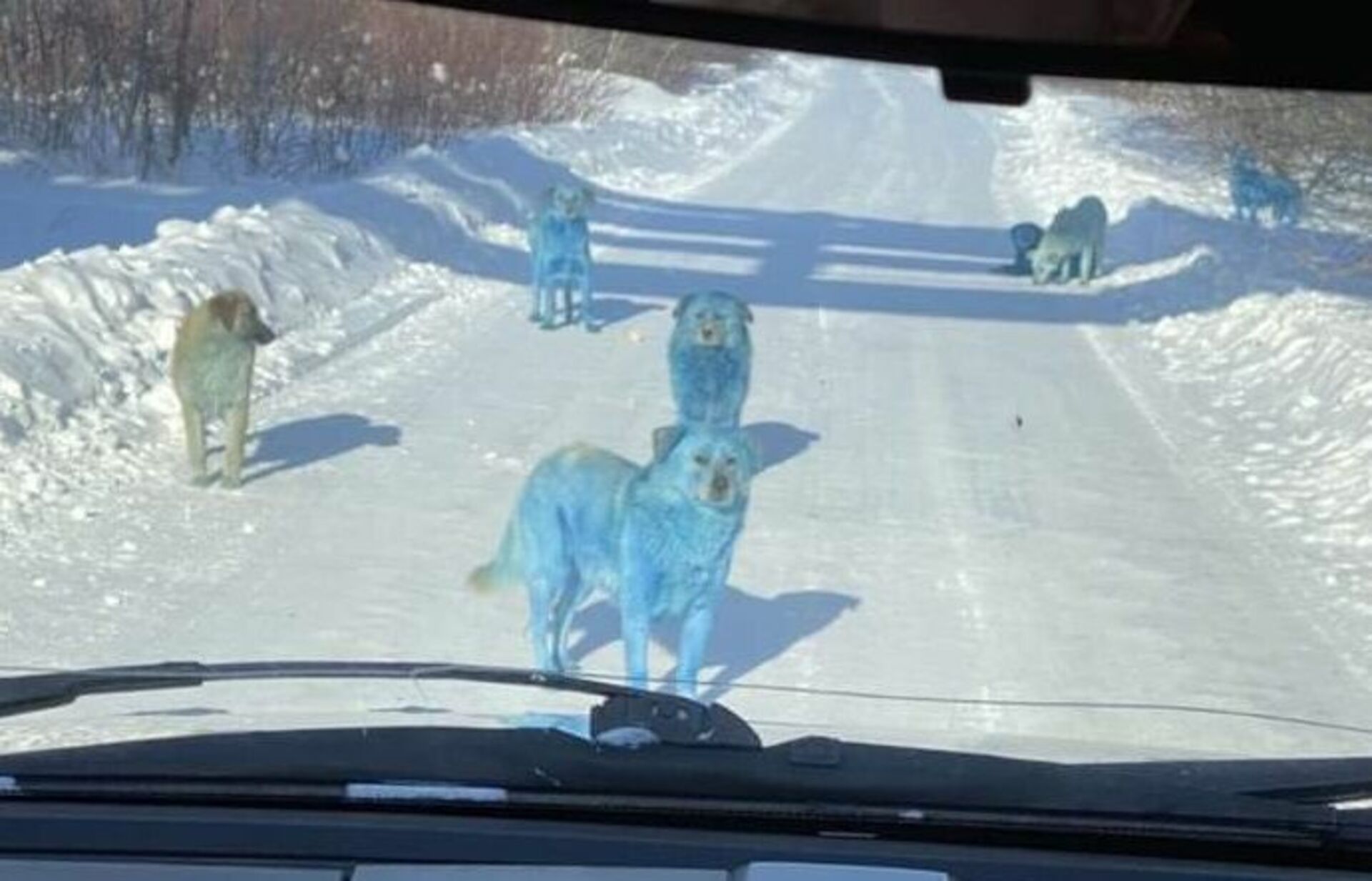 Почему собака синяя. Синие собаки в Дзержинске. Голубые псы Дзержинск. Голубые собаки в Дзержинске. Синие собаки в Дзержинске Нижегородской области.