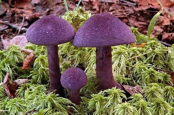 На востоке Подмосковья выросли редкие фиолетовые грибы