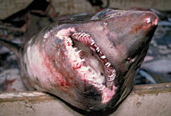 Акула-людоед может стать серийной убийцей в Приморье