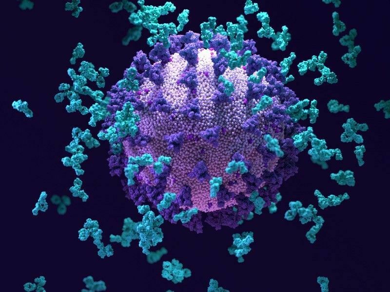 Nature: найдено антитело, навечно эффективное против SARS-CoV-2