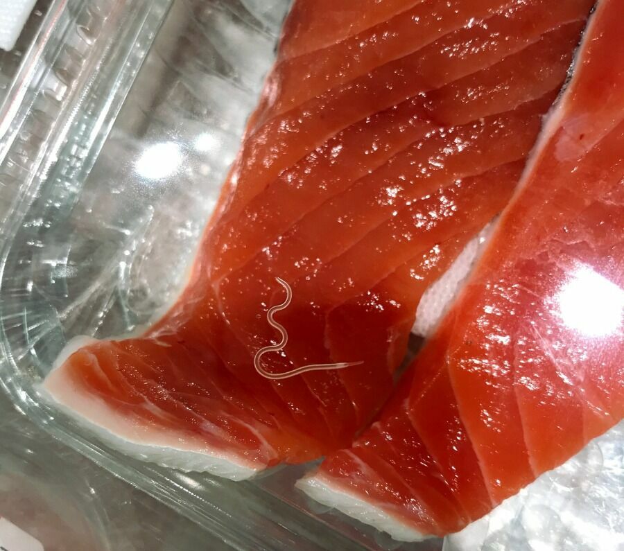 Червь в филе лосося. Обнаружить его можно в мякоти сырой, плохо замороженной или подвергшейся недостаточной термической обработке рыбы