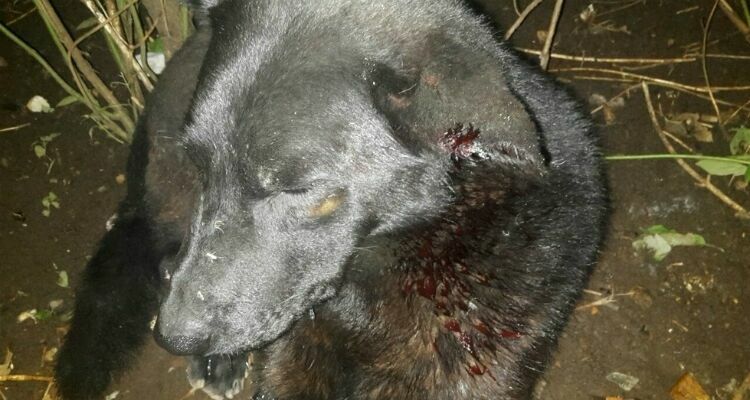 В Ленобласти ведутся поиски расстрелявших собак людей на внедорожнике