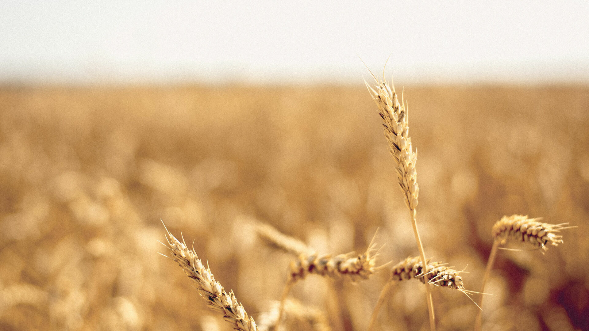 Индия запретила экспорт пшеницы в условиях мирового дефицита зерна