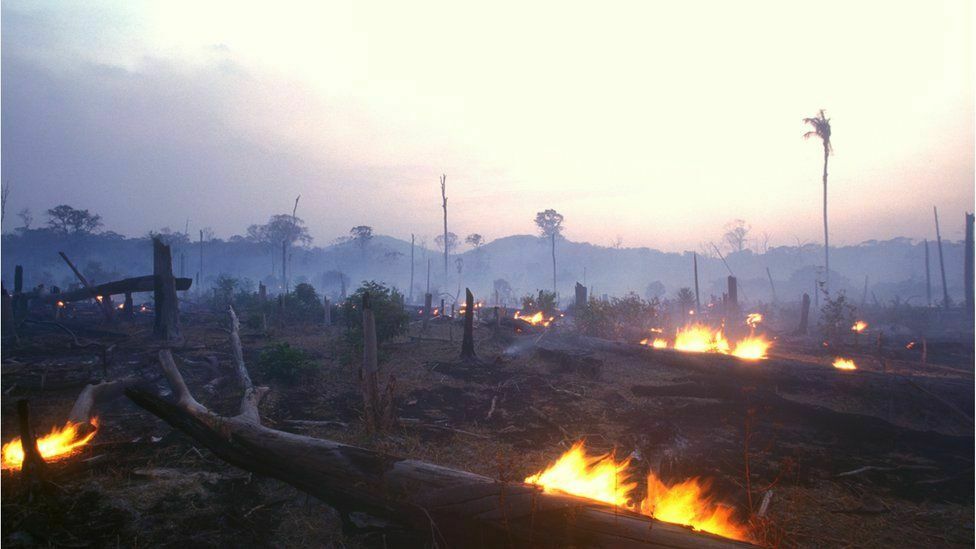 Facebook обвинили в незаконной продаже участков лесов Амазонии