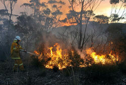 На востоке Австралии объявлен режим ЧС из-за пожаров