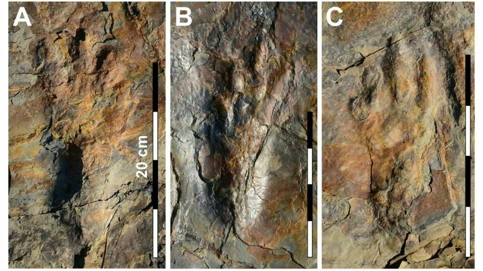 В Южной Корее нашли следы древних двуногих крокодилов