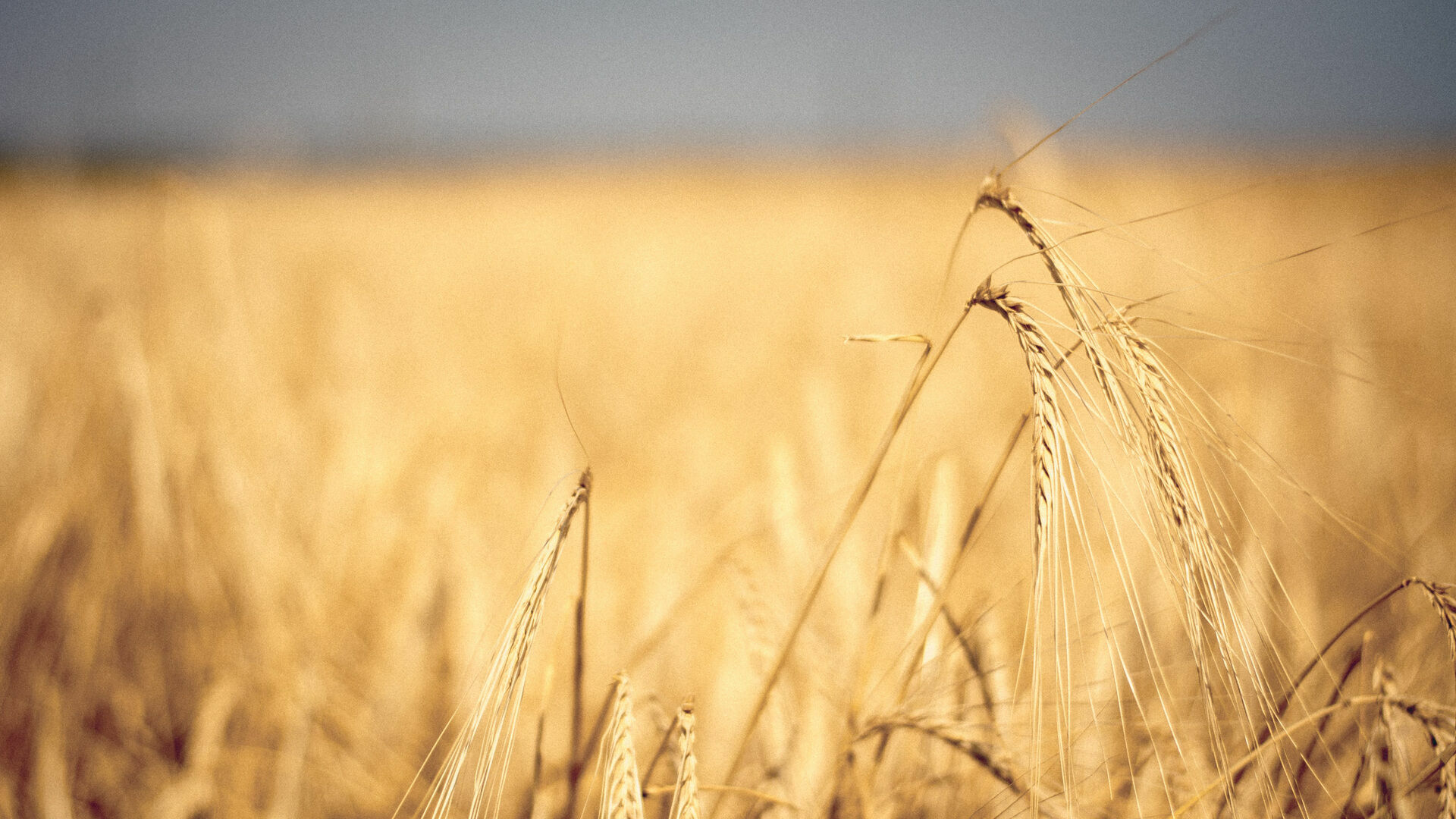 В Евросоюзе ищут способ, как вывезти украинское зерно