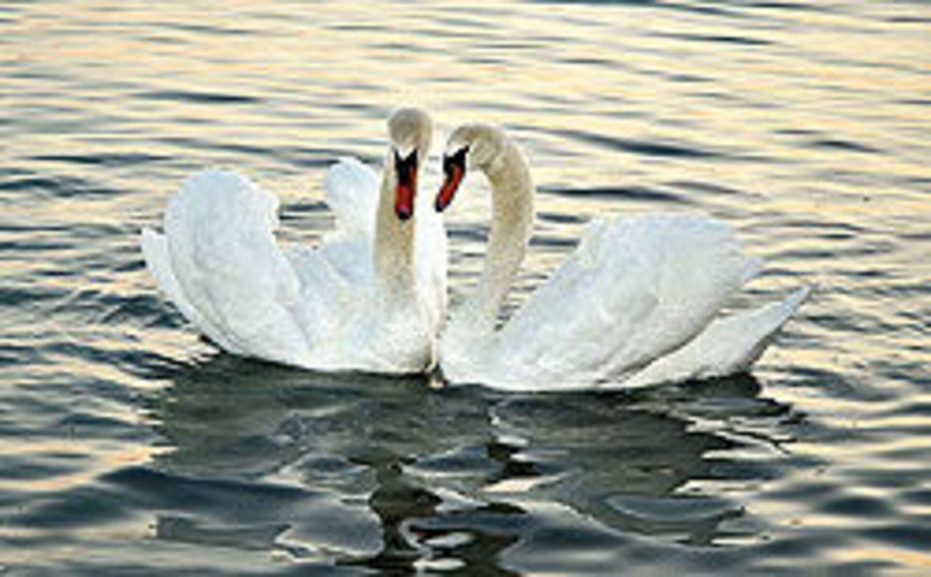 Песня белые лебеди автор. Два лебедя. Пара лебедей. Белый лебедь. Лебеди на озере.