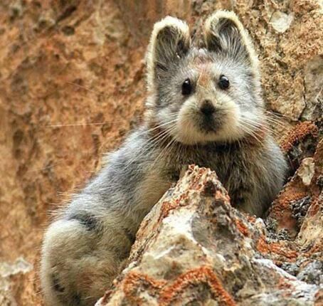В Китае впервые за 20 лет обнаружен «волшебный кролик»