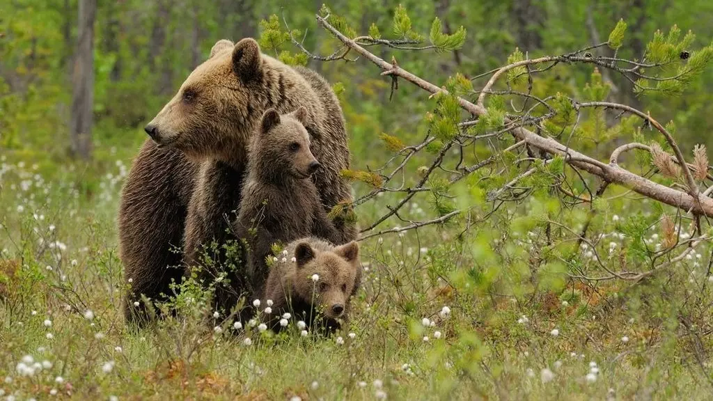 Истребление медвежат — варварство