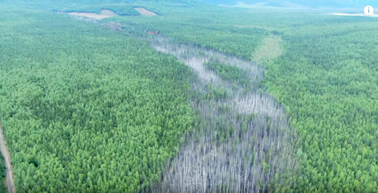 "Вот, что делают с лесами мёртвые реки", - говорит Олег Чегодаев.