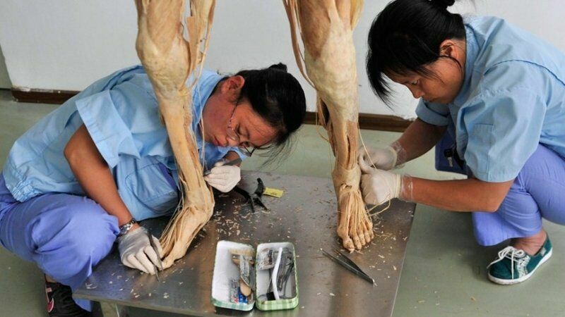 Китаянки работают над пластинированным телом человека.