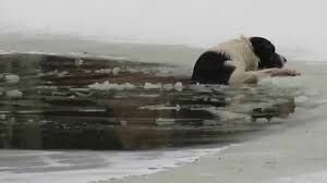 В Карелии на морозе прохожий разделся до трусов и спас собаку из проруби (Видео)