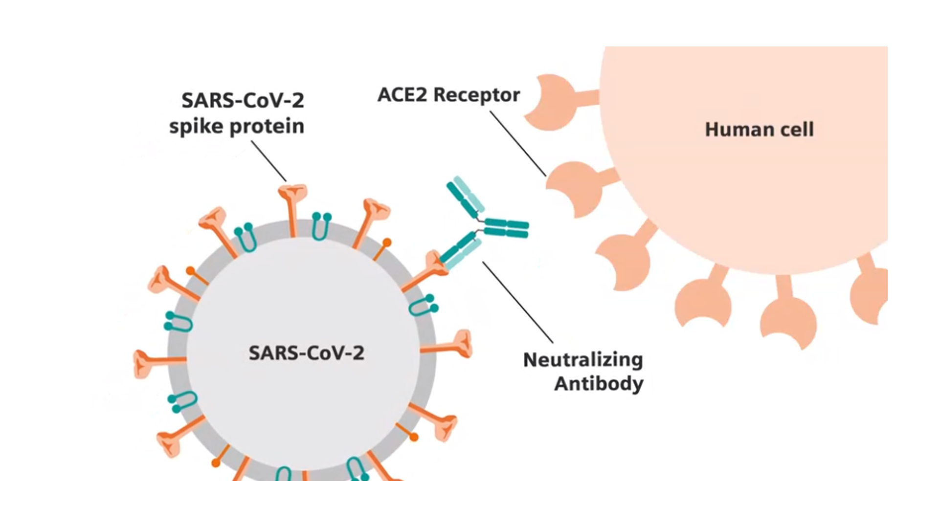 SARS-cov-2 antigen на коронавирус. Коронавирус строение Covid 19. Антигена вируса SARS-cov-2. Строение вируса коронавируса.