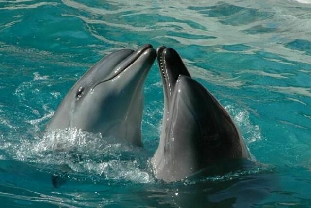 Ученый из Крыма расшифровал «речь» дельфинов
