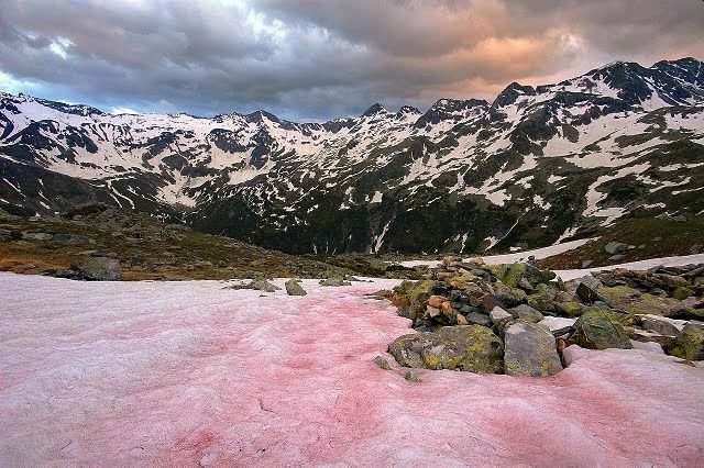 Кровавые слезы ледников: почему снег в горах становится красным