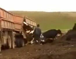 Просто живодеры. В Татарстане коров вывалили из КАМАЗа (видео)