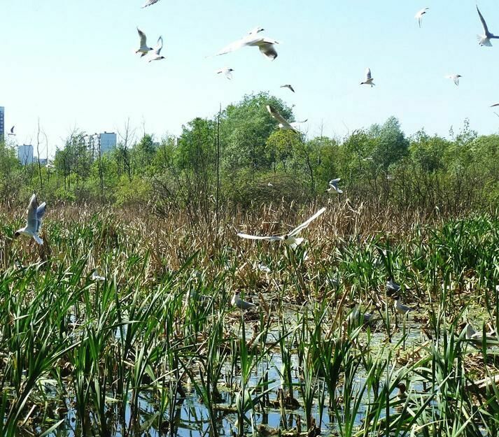 Экологический обскурантизм: в Москве уничтожают поймы рек