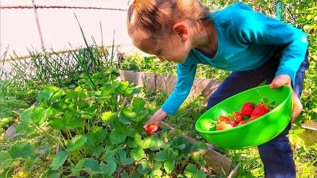 Кадастр дает добро: выращивать ягоды на дачном участке можно