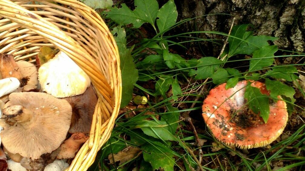 Госдума ввела уголовную ответственность за сбор краснокнижных грибов