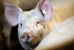 ВПК не подрывает свиней в ходе испытаний бронетехники
