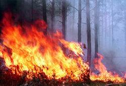 Режим ЧС введен в Иркутской области из-за лесных пожаров