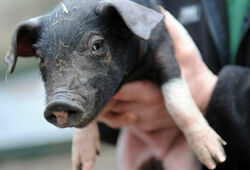 22 туши неизвестно от чего павших свиней были брошены возле трассы «Каспий»