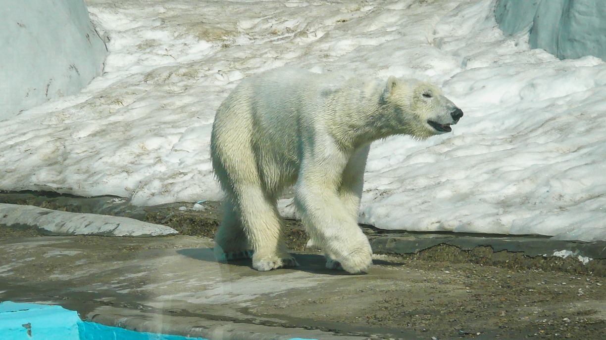 Житель Ямала спас свою семью от разъяренного белого медведя