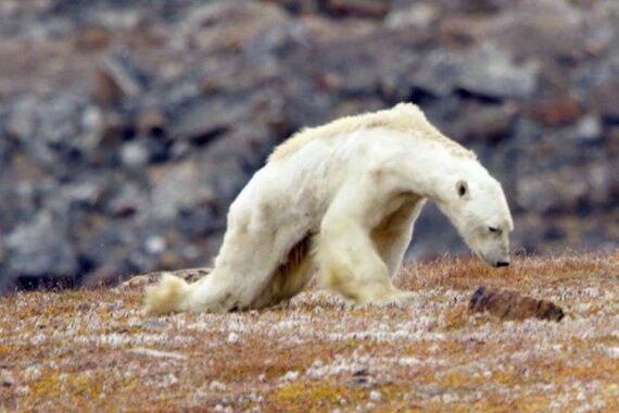 Учёные: белые медведи вымирают от голода