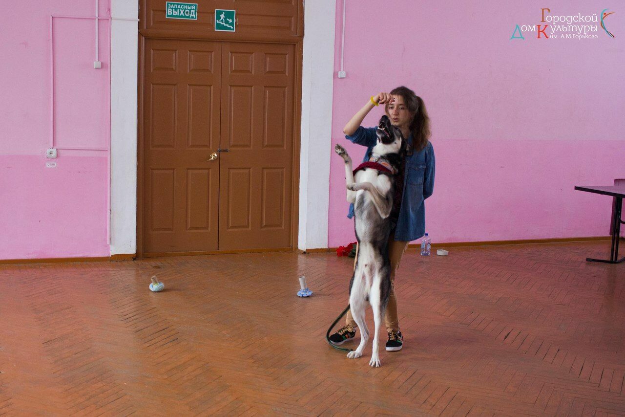 Огромный интерес вызвал мастер-класс по дрессировке собак, который провела Анна Машенкова.