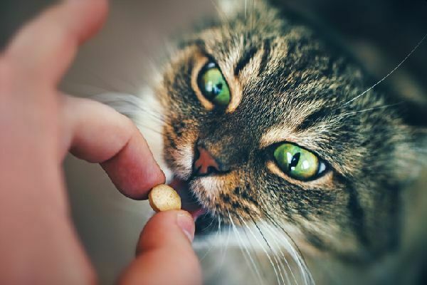 Дешевый препарат против кошачьего коронавируса может помочь и людям