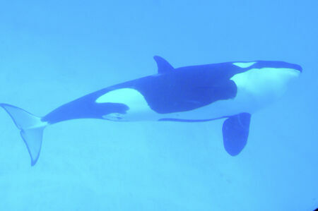 Зоозащитники требуют освободить китов и косаток, которых готовят к продаже