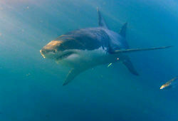 Белая акула насмерть загрызла купальщика в Новой Зеландии