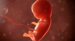 РПЦ предложило наделить эмбрион правами человека