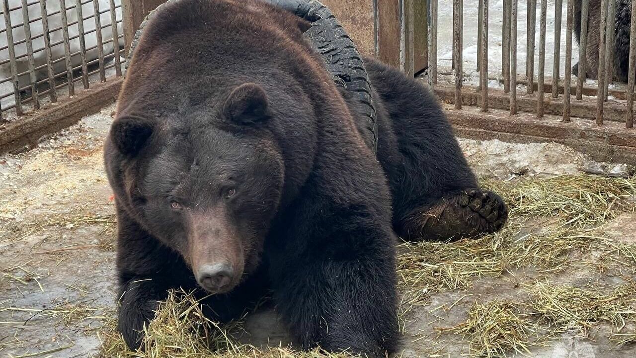 Видео дня: в Подмосковье спасатели вызволили застрявшего в покрышке медведя Федора