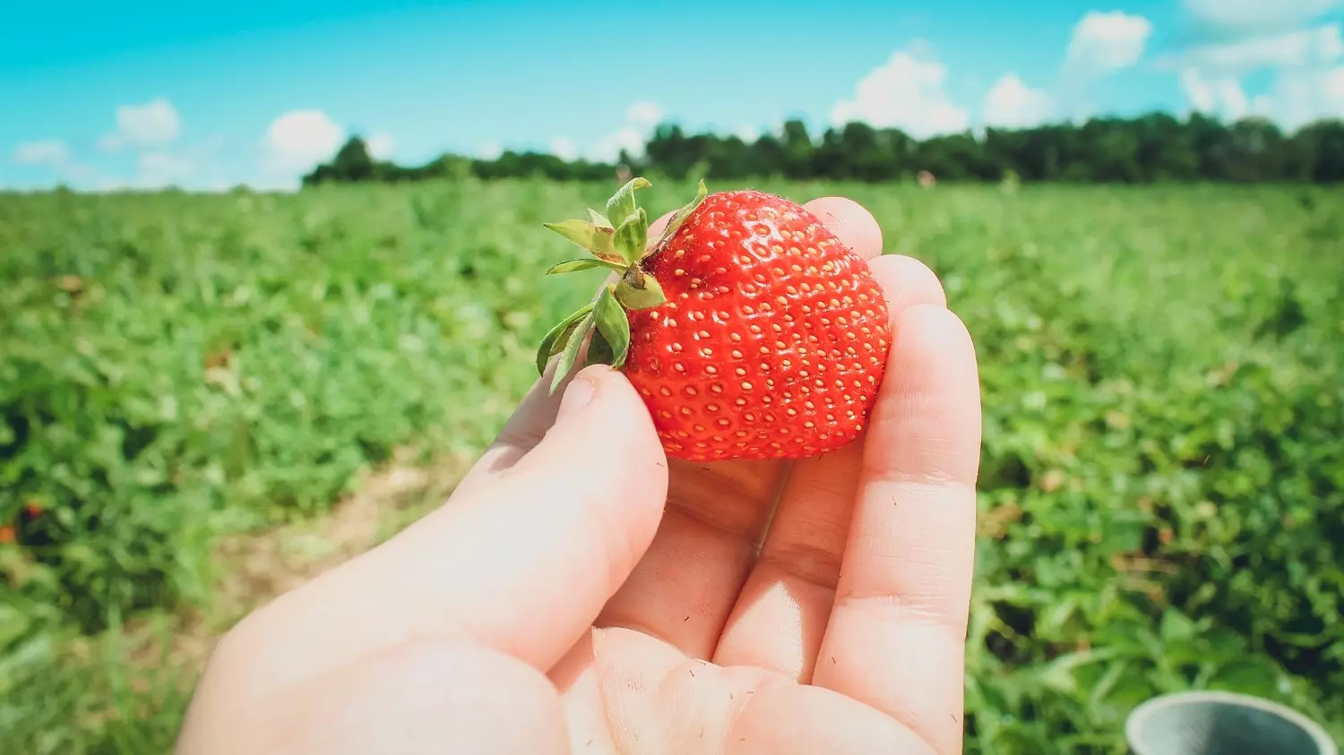 Самые вкусные ягоды — на плантациях, но если до них далеко, покупать свежие ягоды лучше в супермаркетах, а не на стихийных рынках.