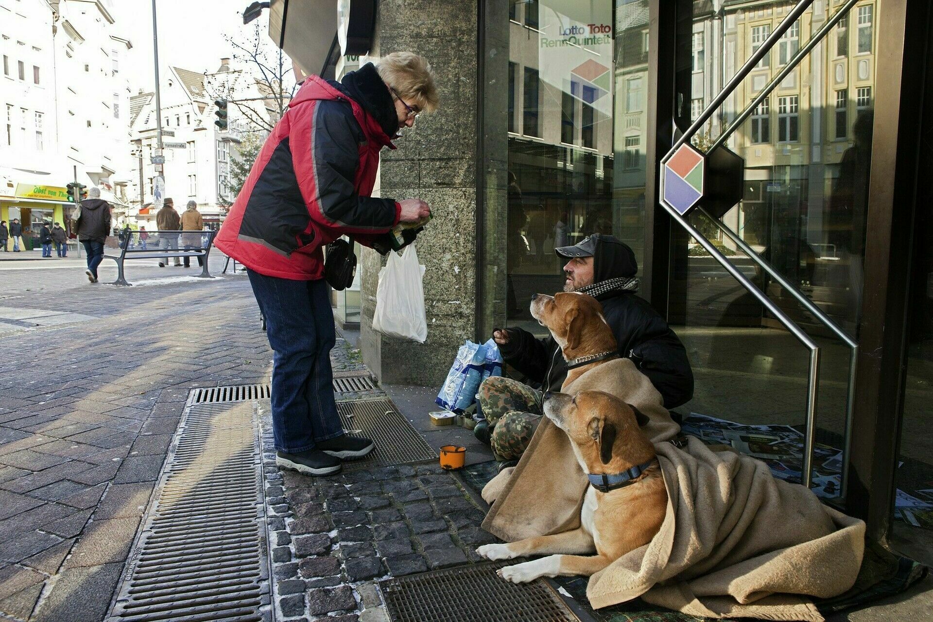 Собака – это роскошь: почему в Германии нет бездомных животных