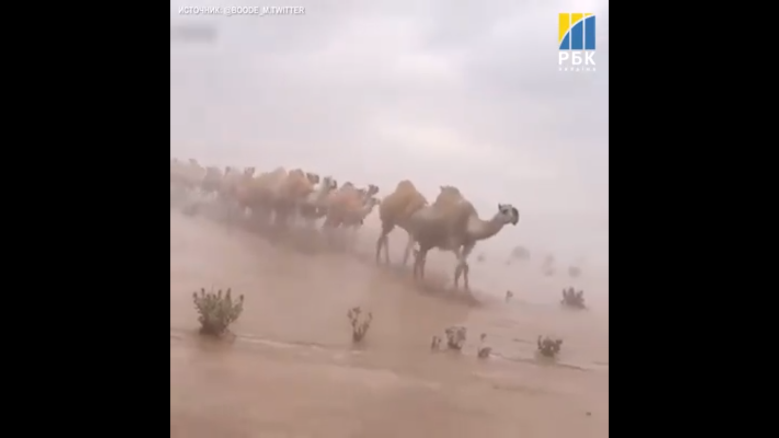 Видео дня: Аравийская пустыня ушла под воду