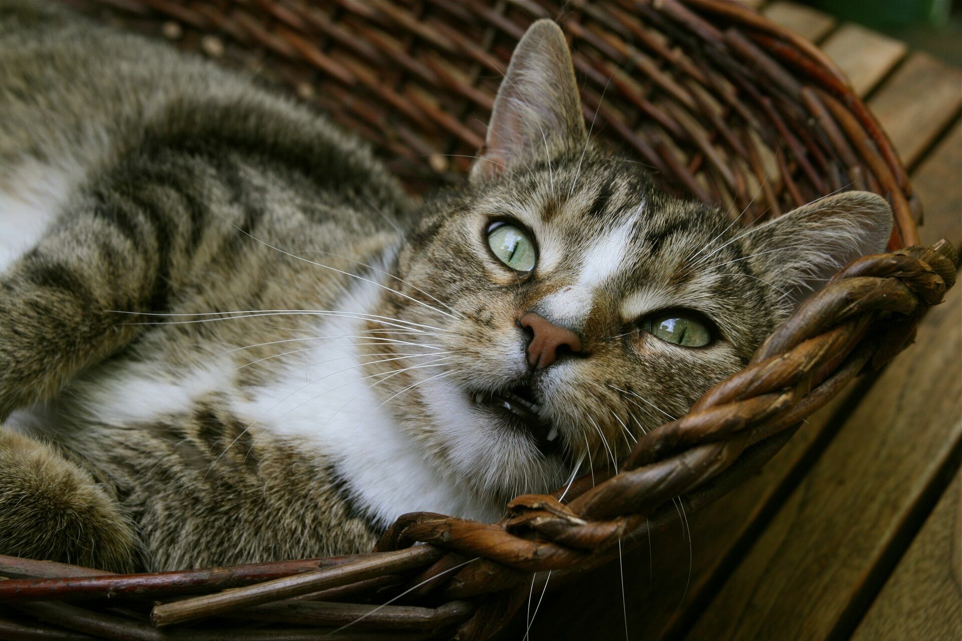 В России самыми популярными домашними питомцами стали кошки