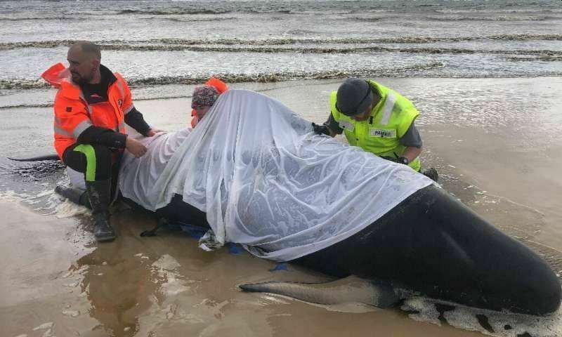 Массовую гибель дельфинов у берегов Австралии предотвратить не удалось